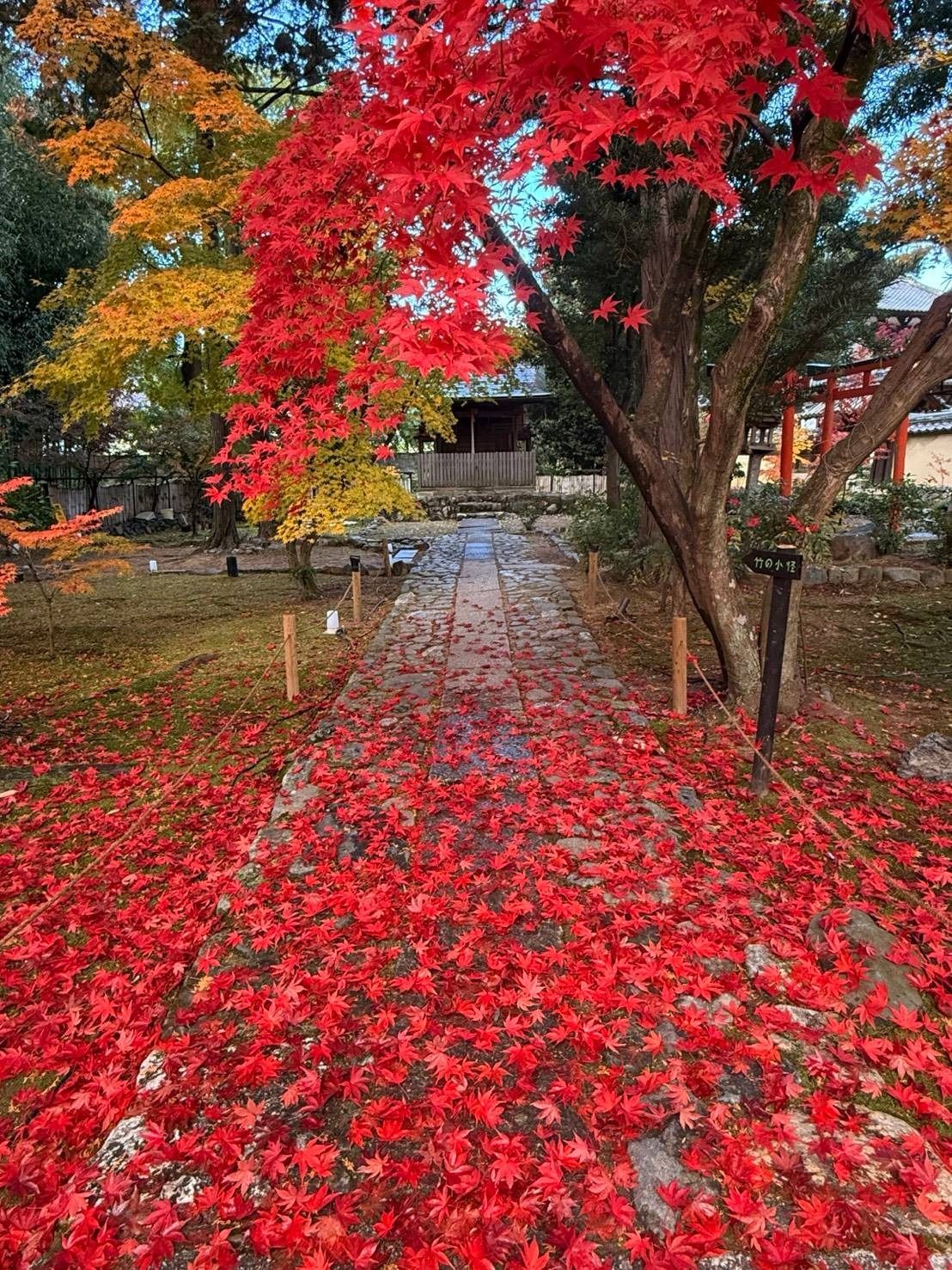 紅葉の境内