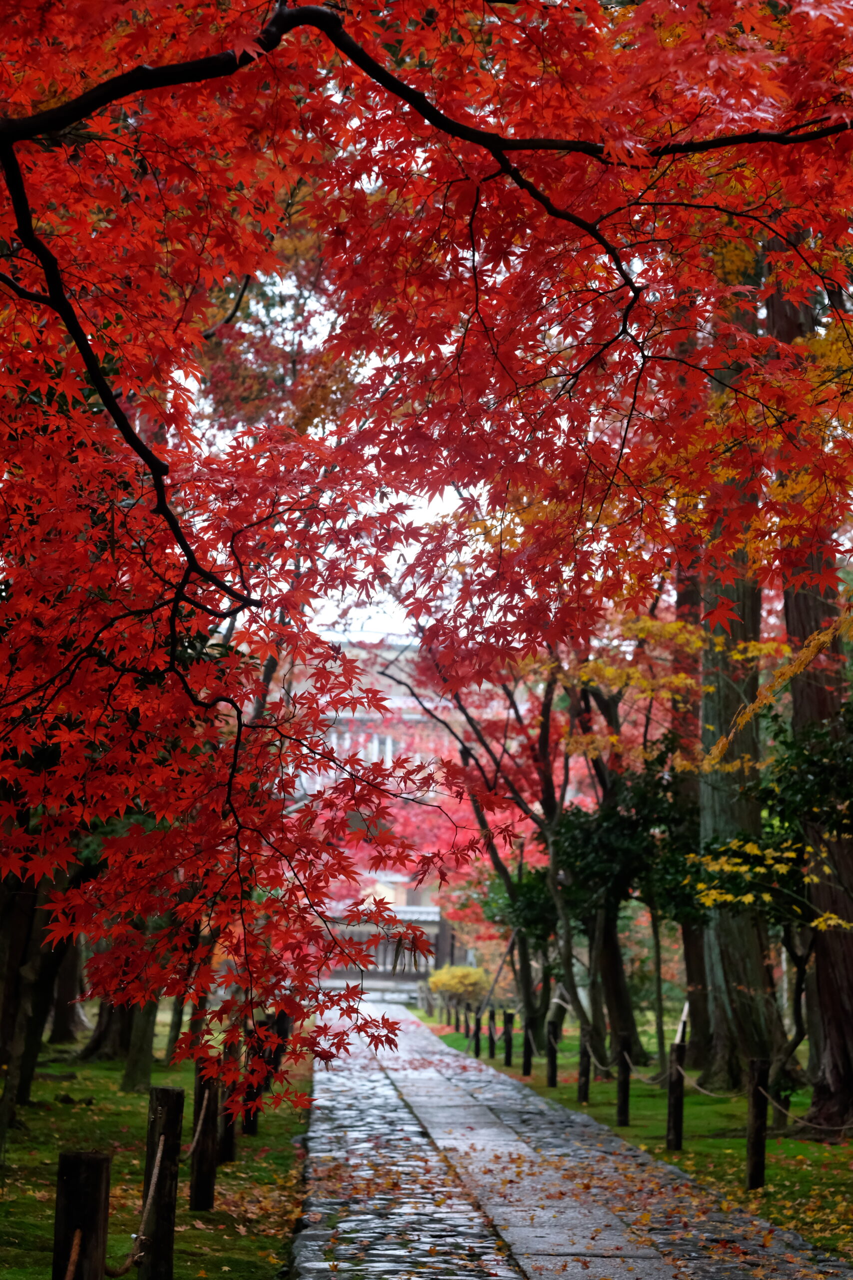 嵯峨美麗jp-scaled.jpg
