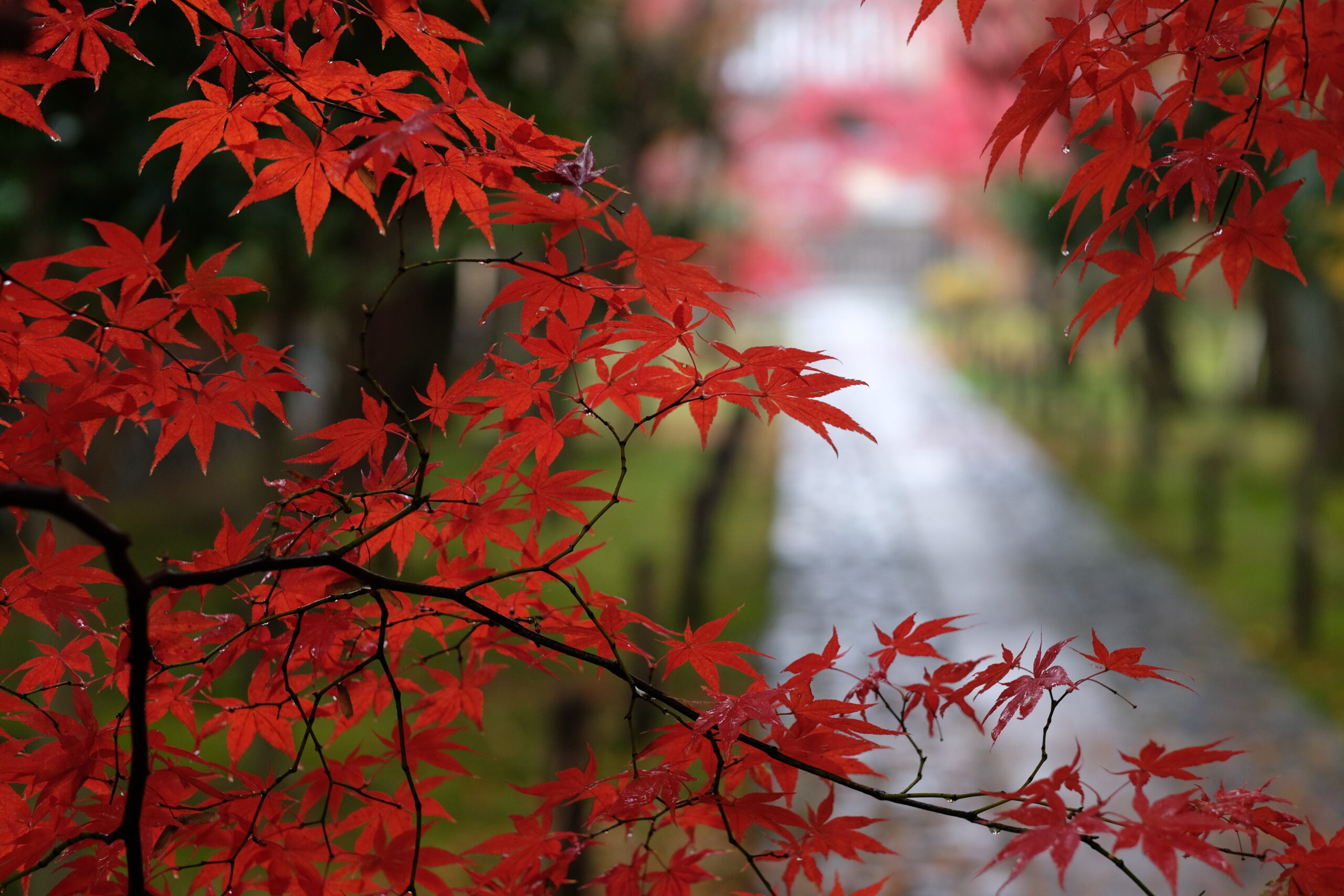 鹿王院 紅葉だより2024」を嵐電公式サイトにて掲載いただいております